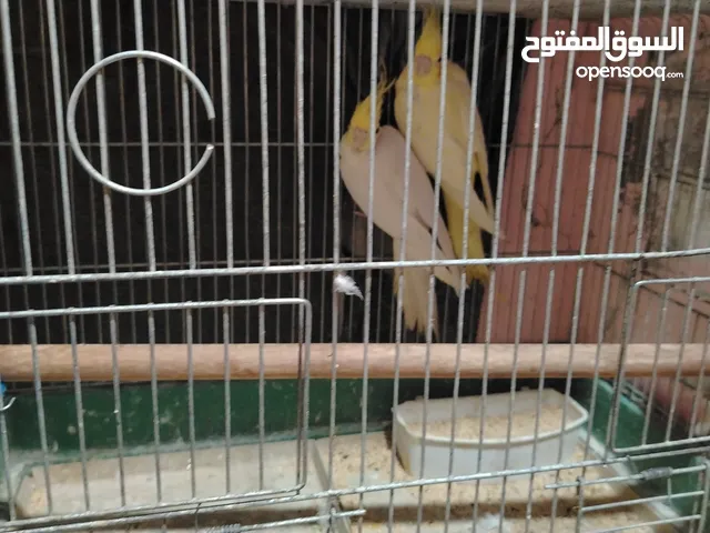 جوز كوكتيل لاتينو بسعر حرق