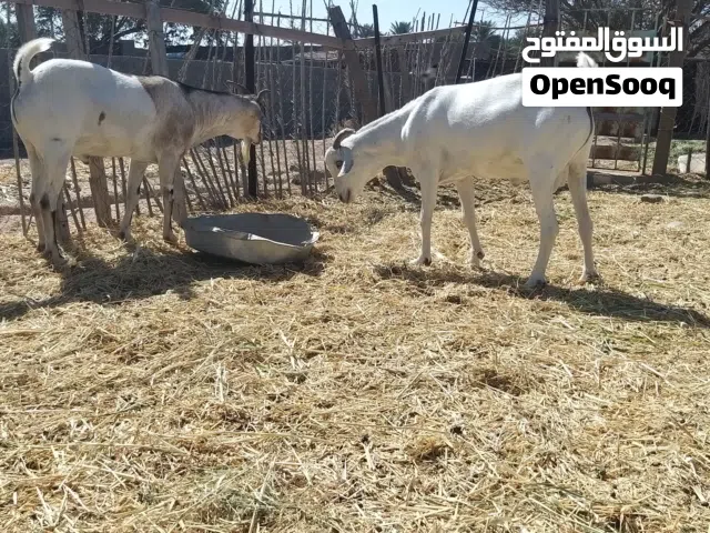 للبيع تيوس صومالي الحجم الكبير كبار وسمان مطعومات طعام الدار خمسه شهور