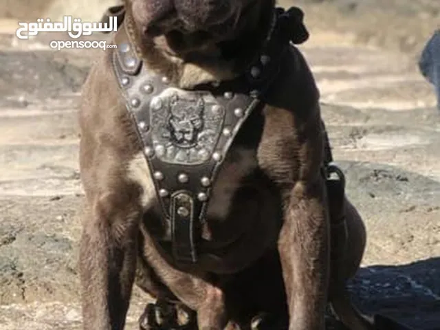 كلب بتبول مستوى عالي