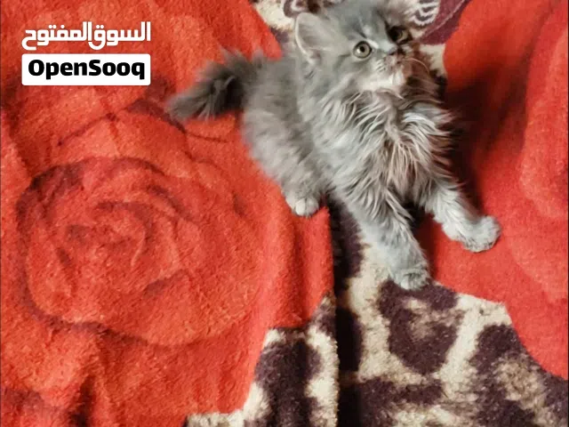 حيوانات للبي..