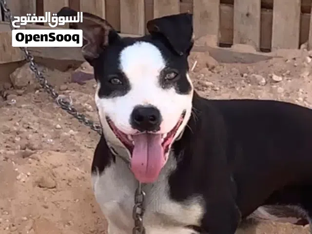 كلبه بيتبول للبيع