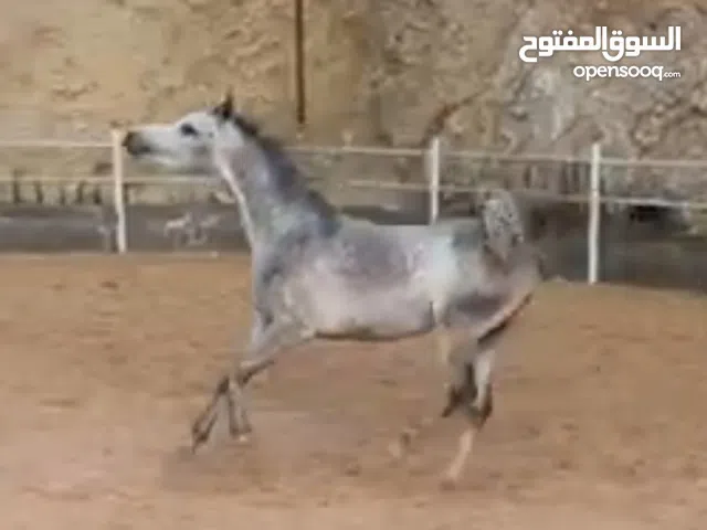 ما شاء الله مهره عربيه واهو العمر سنتين ونص تواصل عالوتساب