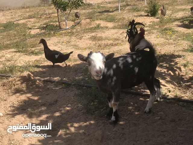 عنز معزة زينة اصغر حجم درجة اولى للبيع