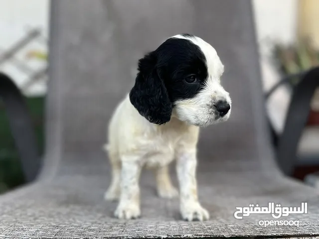 للبيع كلب فصيلة سبرنجل اسبانيل من نوادر