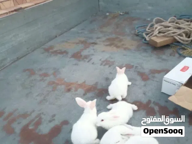 ارانب مالطيات للبيع بي 35 حاجة نضيفة