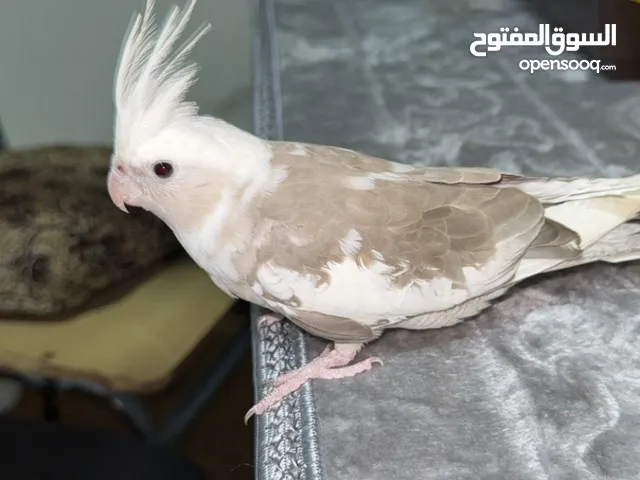 ببغاء كوكتيل أليف وايت فيس آمن على الأطفال عمره أربع اشهر تقريباً الببغاء في حاله ممتازه صحه ونضافه