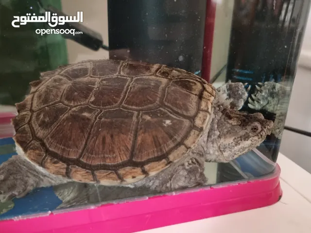 common snap turtle سلحفاة مائية مسمى السحفاة العضاضة