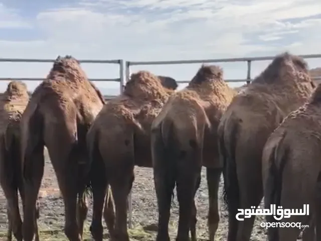 جعدان سمان البيع بالجمله والمفرد حسب سن القعود .. الأعمار من سنه إلى ثلاث سنين