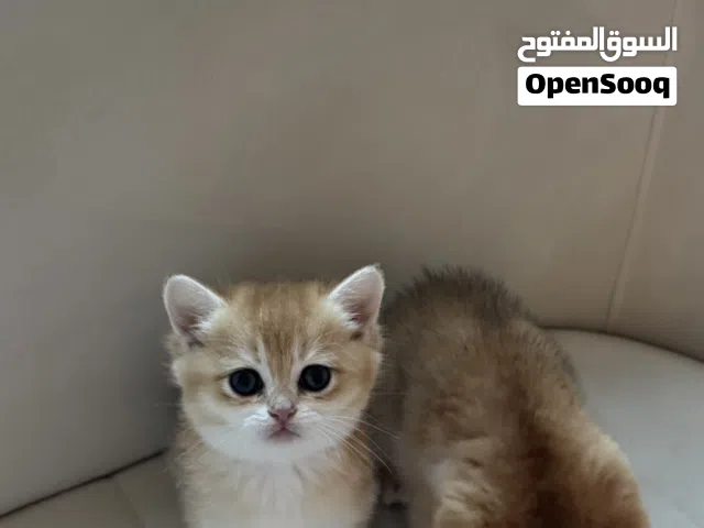 بريتش شورت هير بيور - انتاج حلو السعر قابل للتفاوض للجادين -- ذكر و انثى / pure british shorthair