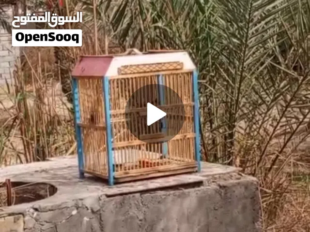 بلبل فول تغريد