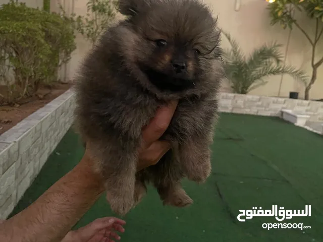 كلاب بومارينين