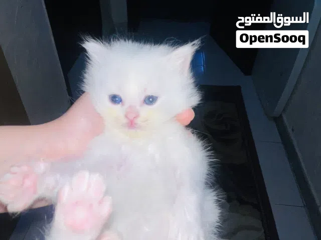 قطط شيرازي