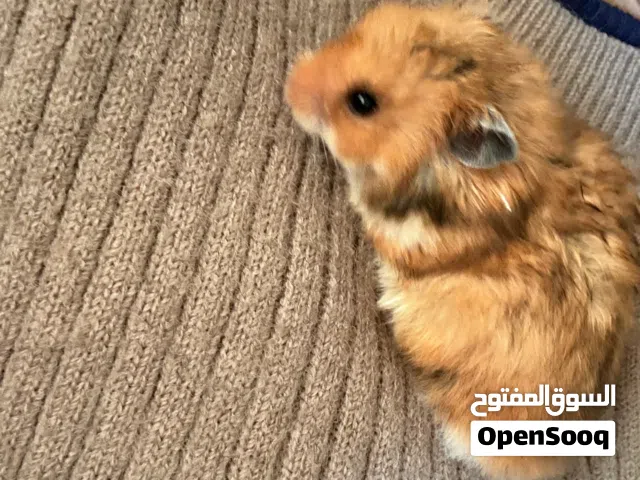 هامستر لون بني