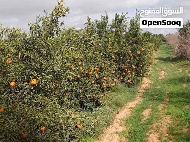 نص هكتار 5000متر مشجر برتقال وليمون للبيع مقابل عمارات الادخار بالزبط وادي الربيع