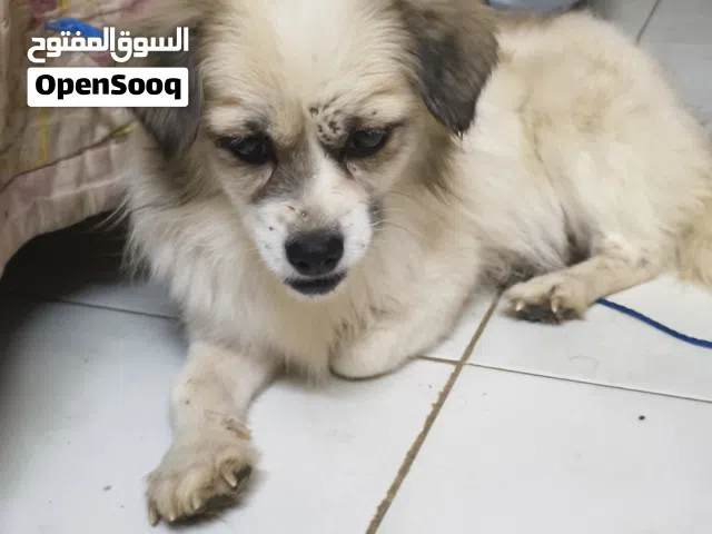 انثئ كلبه أليف