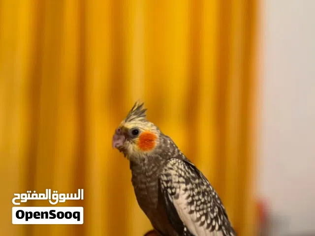 كوكتيل ترويض داخلي وخارجي ربي يبارك