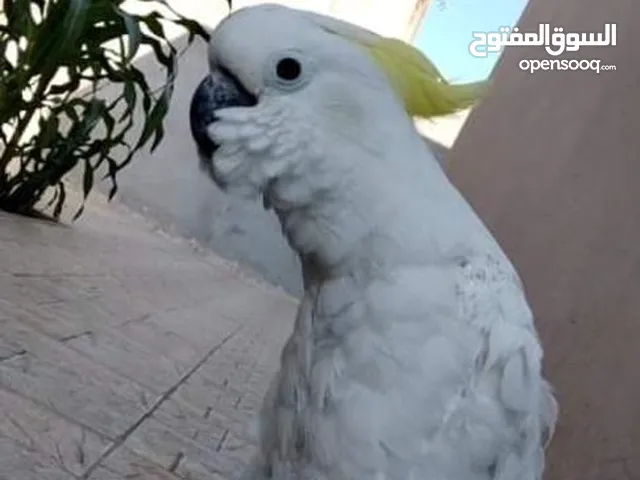 ببغاء سلفر كرست