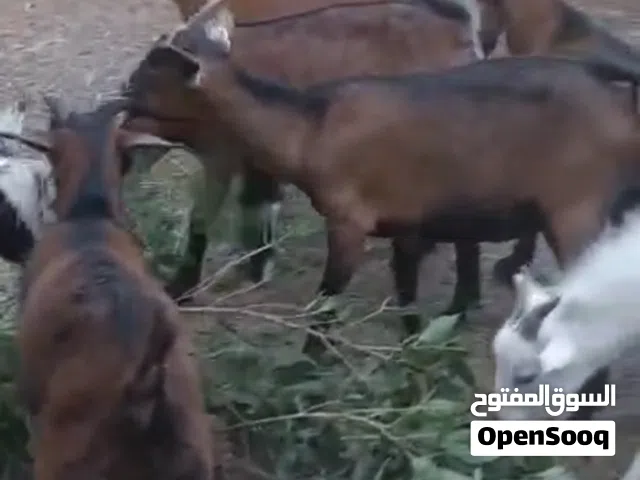 Dwarf goat for sale