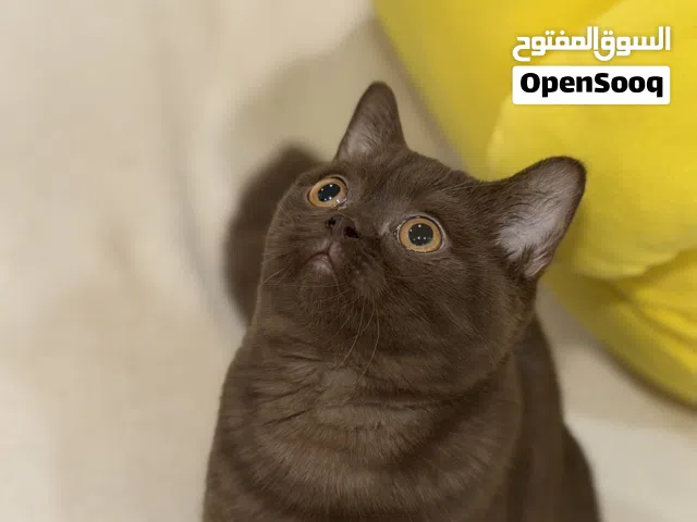 قط ذكر برتش سينامون