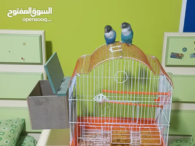 جوز فيشر مغرد للبيع مع القفص و 3 معالف 1 للماء و معلف كبير و بزر دوار الشمس يوجد توصيل و رسوم.