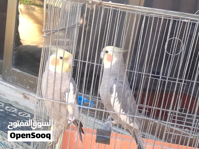 كوكتيل شغال للبيع