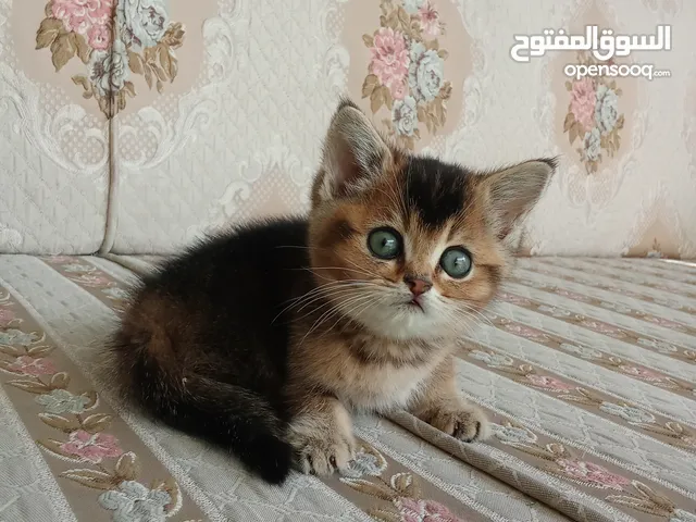 سكوتش فولد استريت