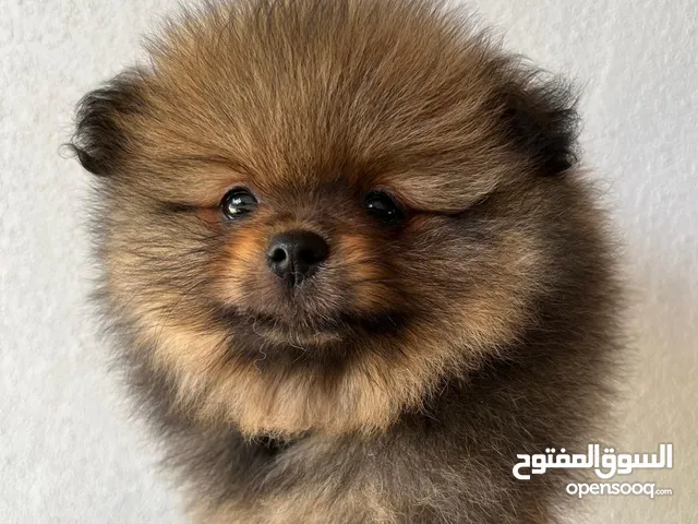 Pomeranian, 3 months كلب بوميرانيان ذكر عالي الجودة، عمره ثلاثة أشهر.