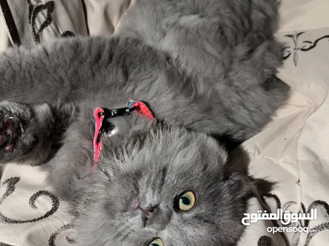 قطط سكوتش فولد وبرتش