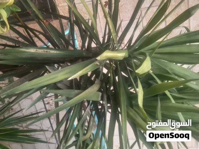 شروة 9 أشجار يوكا من متر الى 3 متر كلهم مع الكواوير 50 دينار رقمي في الاعلان