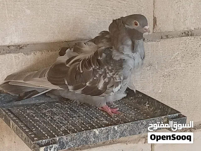 امراوس حمام