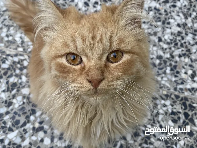 قطه شرازي..