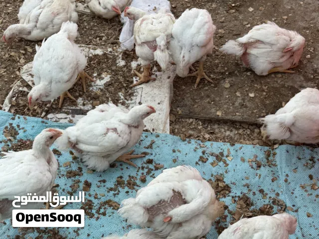 دجاج لاحم للبيع
