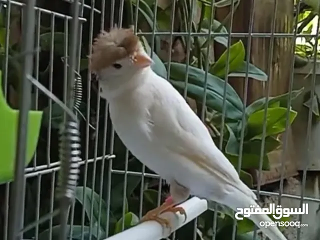 مطلوب كناري سوري فقط