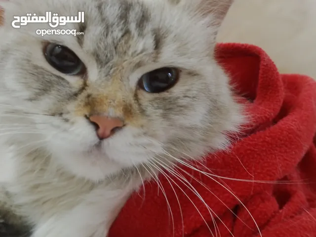 شانشيلا للبيع