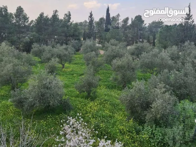 Mixed Use Land for Sale in Amman Al Tuneib