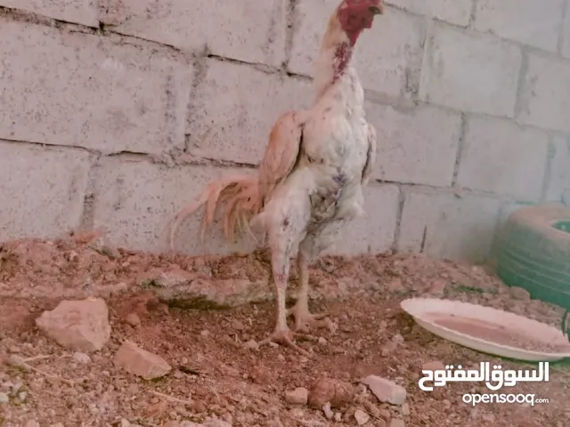 ديك باكستاني حر اصل وفصل