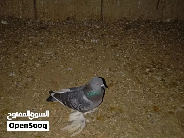 السلام عليكم متاح انثي هزاز الله يبارك