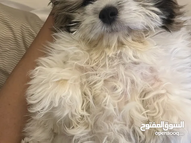 كلب شيتزو عمره 3 شهور