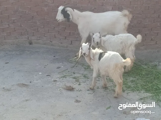 ماعز عشار ومعها جدين