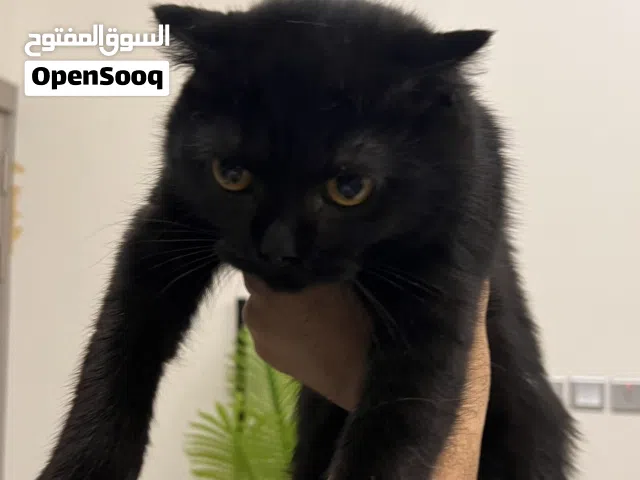 سكوتش فولد بلون الاسود الملكي نادر