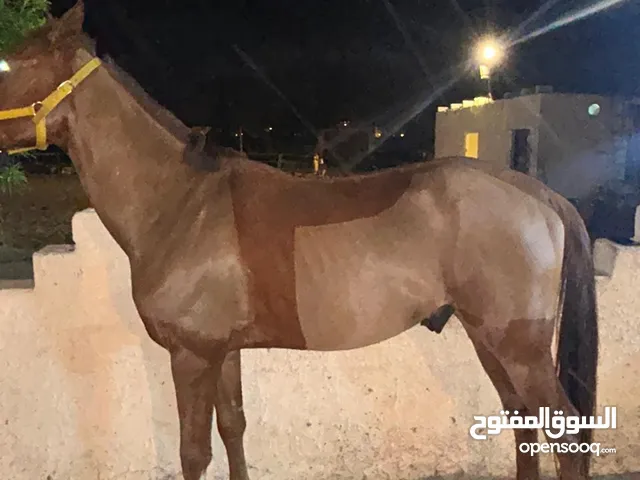 خيل للبيع 800 وقابل للتفاوض