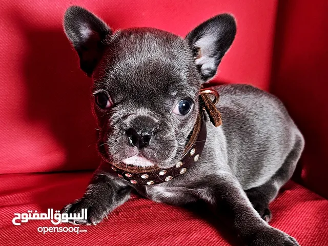 فرنش بولدوق frinshbulldog