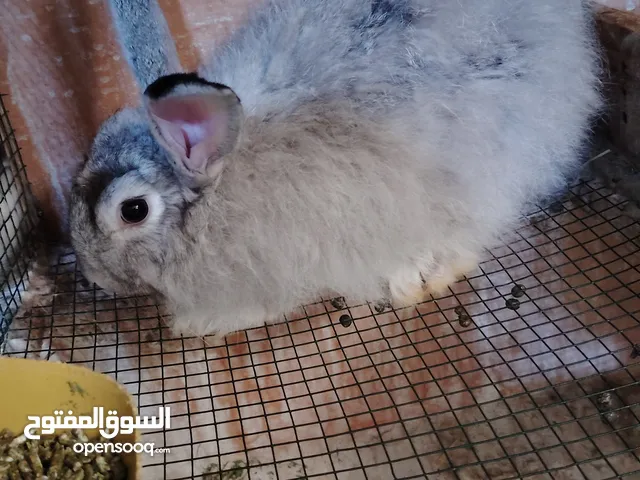 ارانب انجورى .او انقره