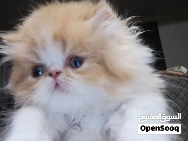 قطقوط شيرازي وايت ريد