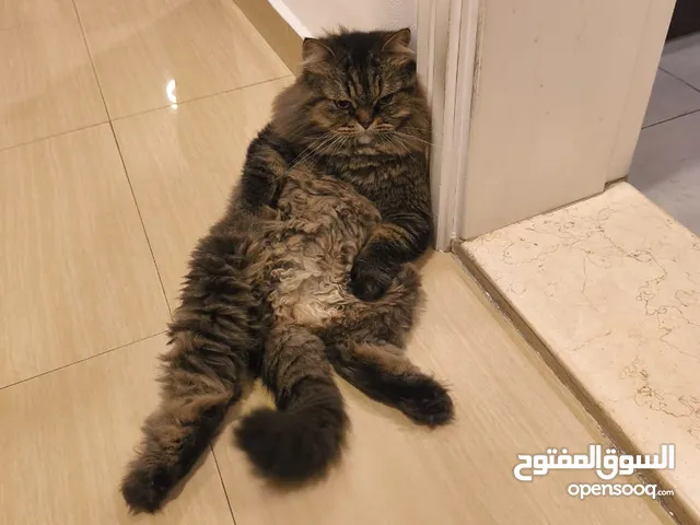 A cat available for free adoption. Very friendly, updated vaccination. potty trained. Good behaviour