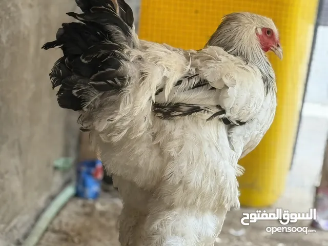ديج براهما دكتورة خط اول عمره 6 اشهر مستوى عالي الديج بعده مخلف و عالي و يكبر بعد اكثر للبيع