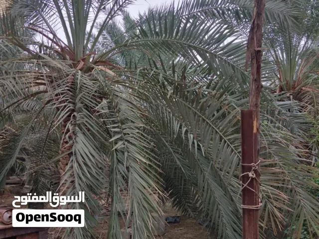 بستان موقع تجاري في ابو الخصيب