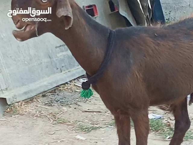 عنز شاميه هاده آلهى 25 يوم والشعار عند الله
