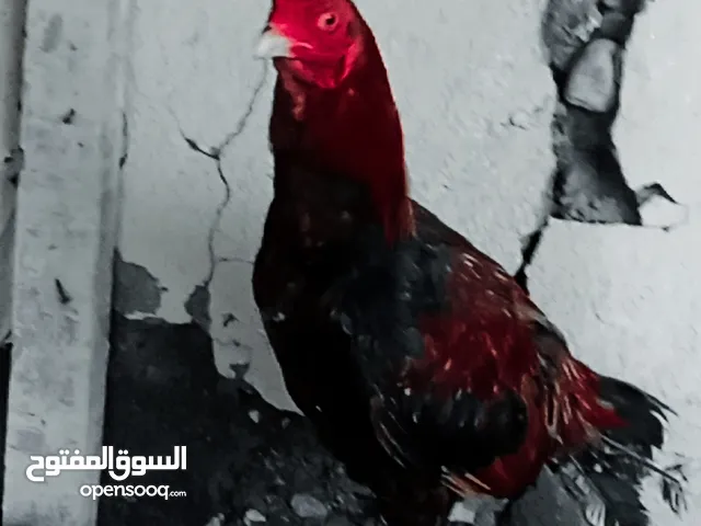 ديك مكراني