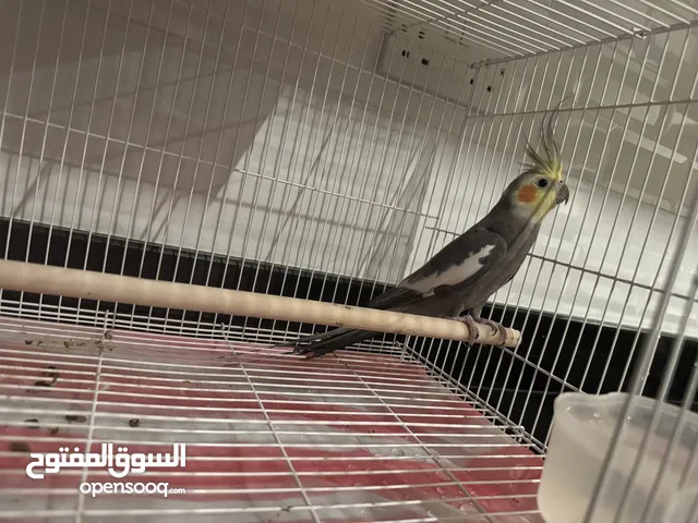 كوكتيل مع القفص
